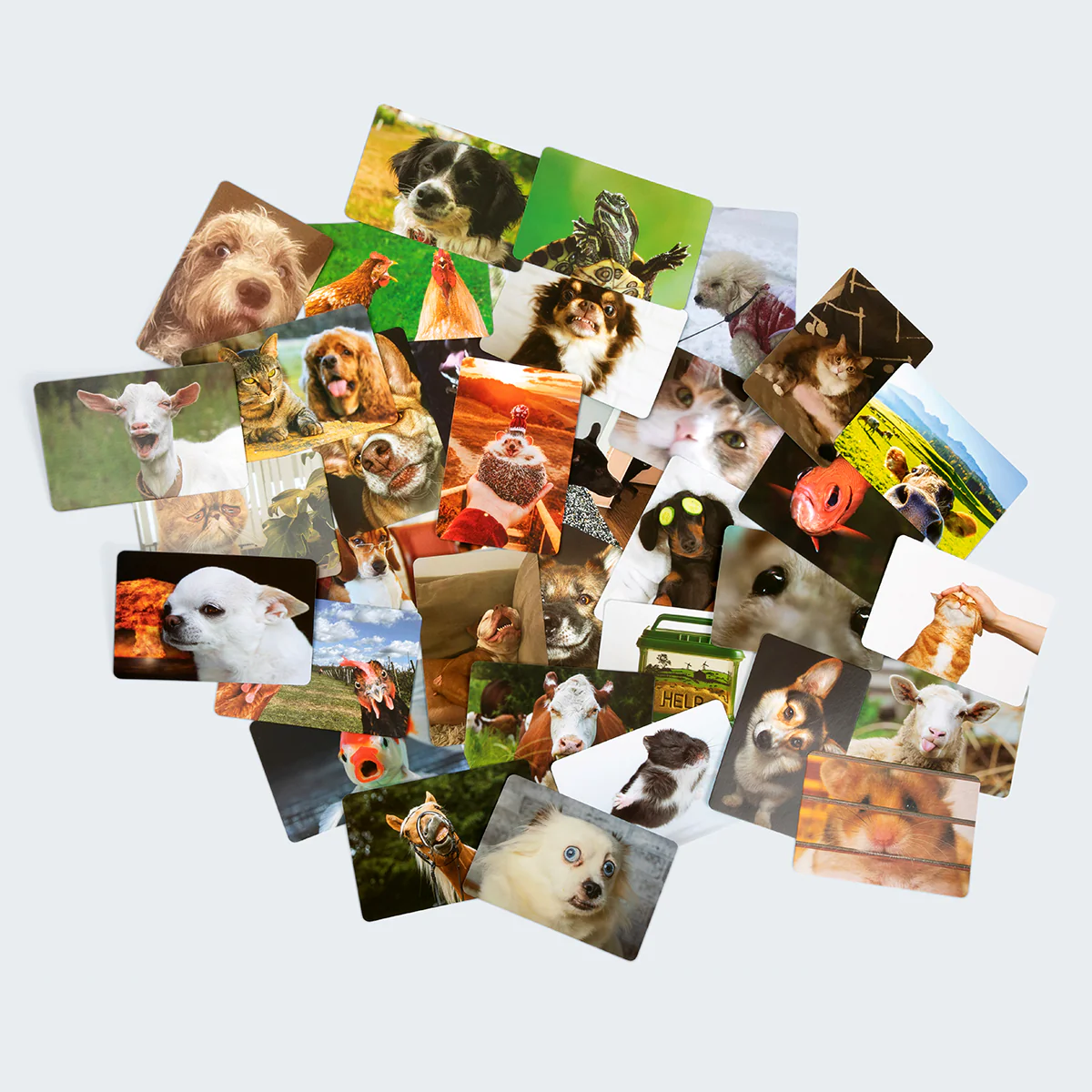 What Do You Meme? Family Pets Only Edition – A Hilarious Meme Game for Kids and Families 6 What Do You Meme? Family Pets Only Edition – A Hilarious Meme Game for Kids and Families