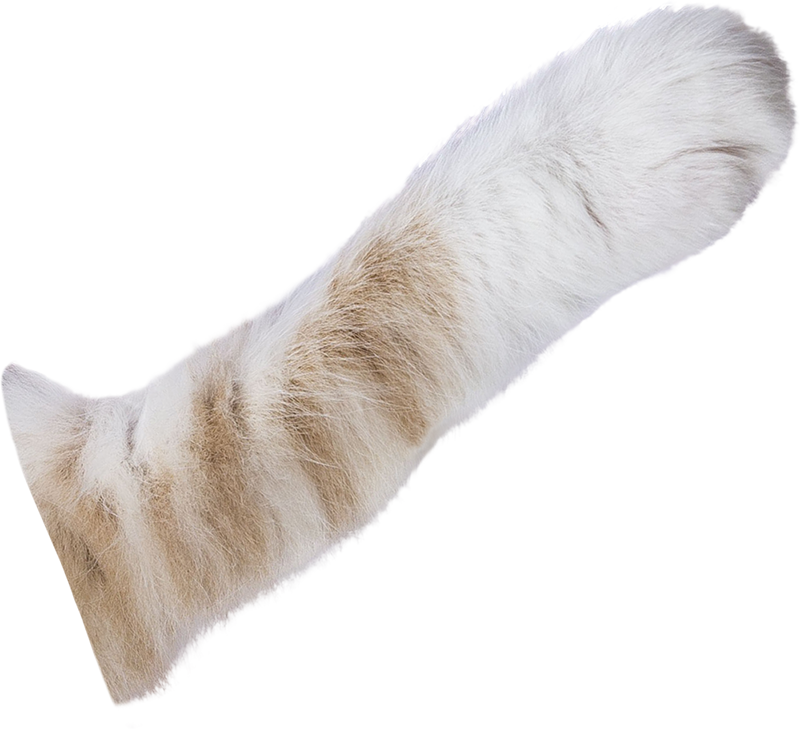 catpaw